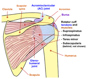 Anatomie van schouderklachten met rotator cuff slijmbeurs en pijn richting bovenarm